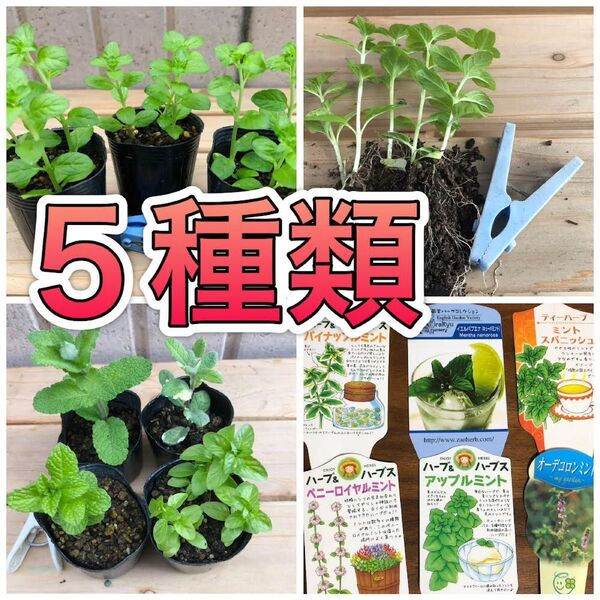 ★5種ミント ハーブ 無農薬 果物 フルーツ 希少 モヒート カクテル 防虫 虫よけ カメムシ ダニ グランドカバー
