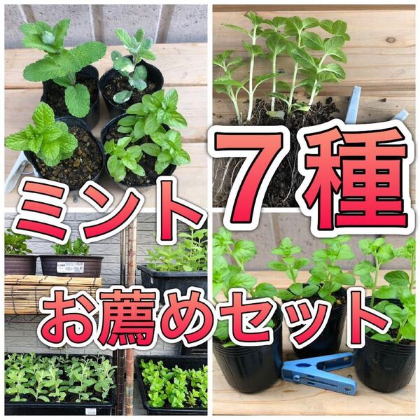 ★7種セット 防虫ミント ハーブ 苗 無農薬 レア 香 果物フルーツ 希少 ハッカ モヒート カメムシ ダニ ノミ グランドカバー