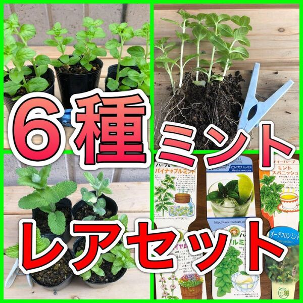 ◆6種 ミント ハーブ 苗 無農薬 レア 香 果物フルーツ 希少 ハッカ モヒート 防虫 カメムシ ダニ ノミ グランドカバー