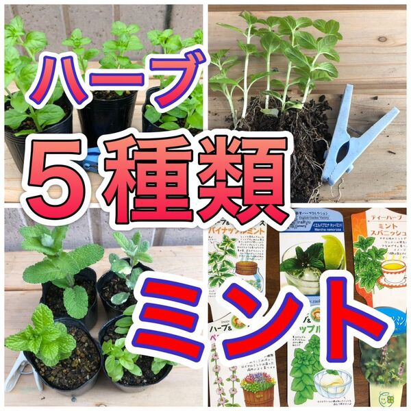 ◆5種 ミント ハーブ 苗 無農薬 レア 香 果物フルーツ 希少 ハッカ モヒート 防虫 カメムシ ダニ ノミ グランドカバー