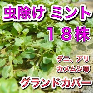 ◆18株 虫よけミント ペニーロイヤル 苗 根付 虫除け グランドカバー ダニ カメムシ アリ 防虫 ハーブ ミント 無農薬