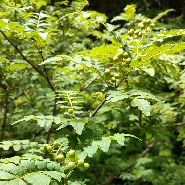 【週末限定価格】実山椒150グラム+山椒の葉100枚 木の芽 無農薬