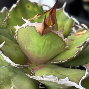 アガベ チタノタ agave titanota 子株 オテロイ 台湾ノーネーム SANKYOさん株 発根すみ 送料込み