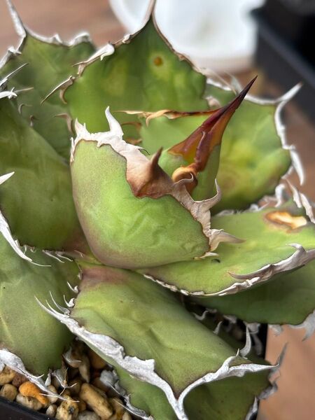 アガベ チタノタ agave titanota 子株 オテロイ 台湾ノーネーム SANKYOさん株 発根すみ 送料込み