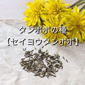 タンポポの種【セイヨウタンポポ】 約100粒