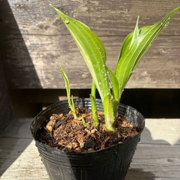 ギボウシ 斑入り 苗