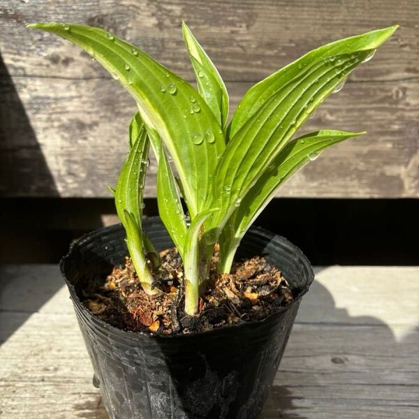 ギボウシ 斑入り 苗