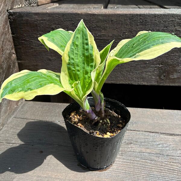 ギボウシ 縁に白い斑入り 苗 3芽