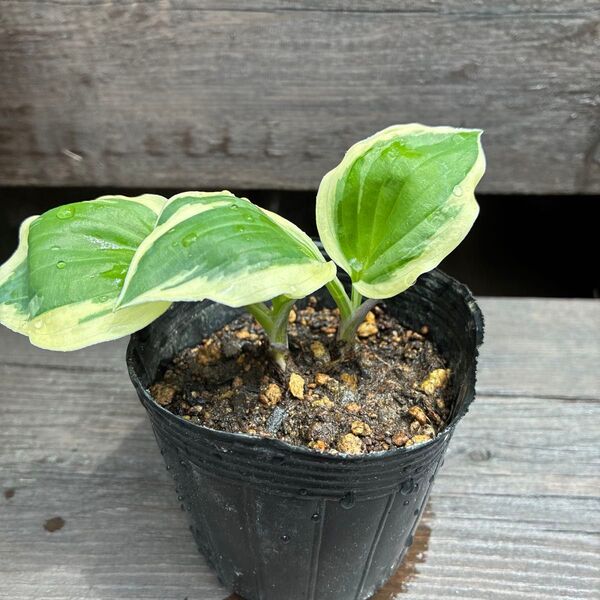 ギボウシ 縁に白い斑入り 苗 2芽