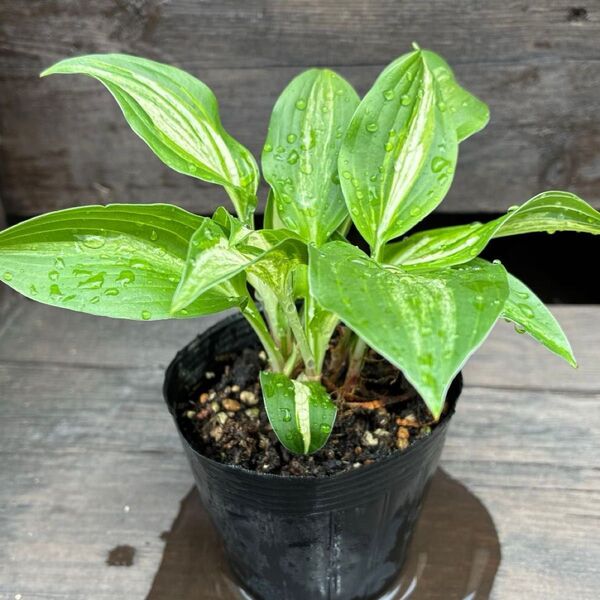 ギボウシ ホスタ 斑入り 苗 6芽