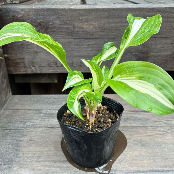 ギボウシ ホスタ 斑入り 苗 3芽