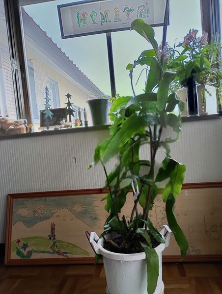 月下美人の葉っぱ発芽