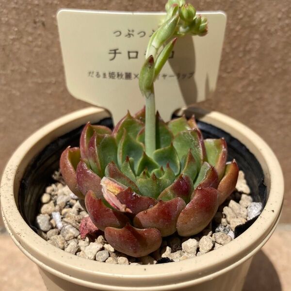 【チロチロ】つぶつぶ屋 エケベリ屋 ミソップ miso苗 クアトロ 多肉植物 セダム セデベリア エケベリア