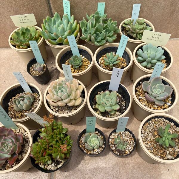 つぶつぶ屋さんセット 14種 普及種 エケベリア屋さん リンゼアナ 多肉植物 エケベリア ちび苗 エケベリア実生苗セット