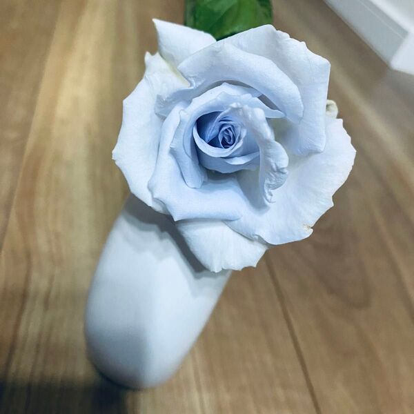 青バラ 切り花品種 ブルー バラ バラ苗 挿し木苗