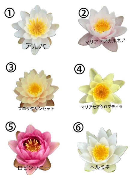 選べる温帯性睡蓮2株セット