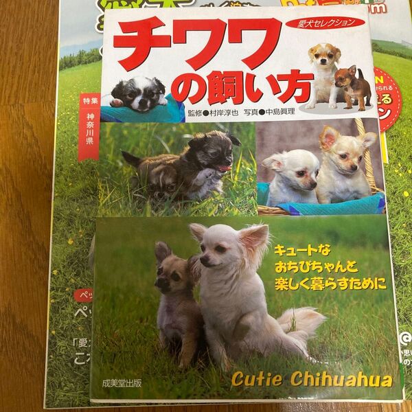 チワワの飼い方 キュートなおちびちゃんと楽しく暮らすために (愛犬セレクション) 村岸淳也/監修 中島真理/写真