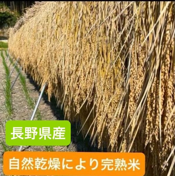 もち米 精米 ハゼかけ天日干し