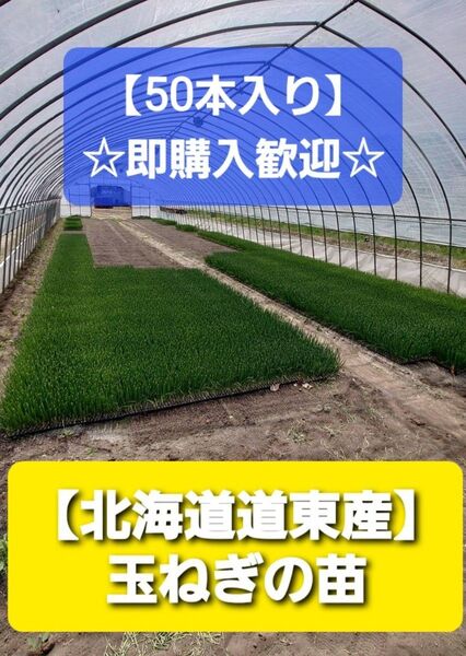 50本 ●玉ねぎ 苗 【北海道道東】 即購入OK