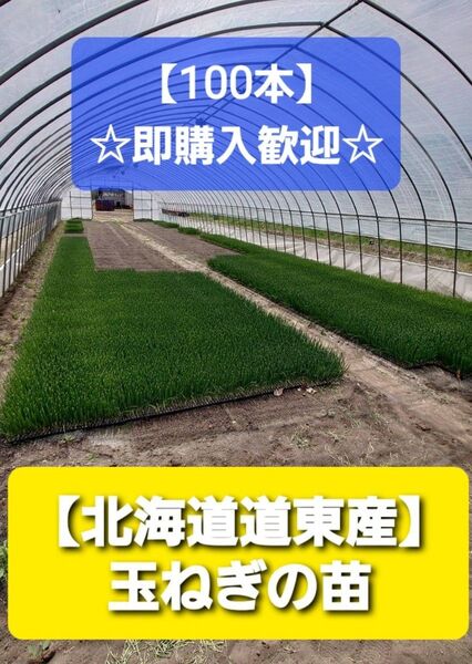 100本 ●玉ねぎ 苗 【北海道道東】 即購入OK