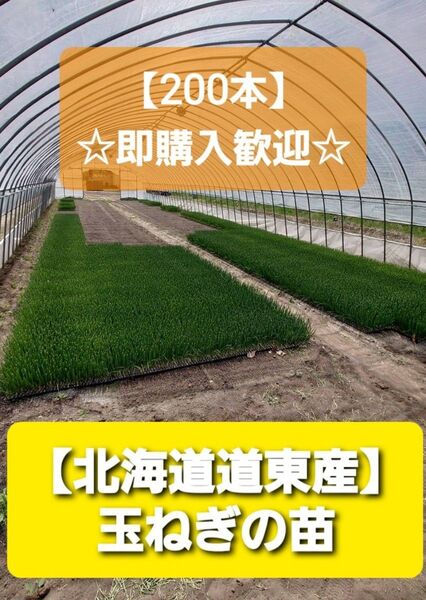 200本 ●玉ねぎ 苗 【北海道道東】 即購入OK