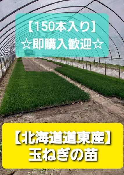 150本 ●玉ねぎ 苗 【北海道道東】 即購入OK
