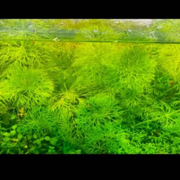 水草 アンブリア キクモ5本