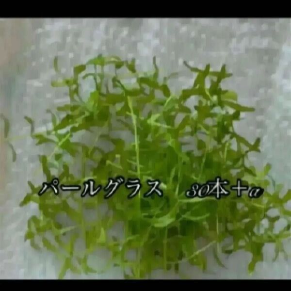 水草 パールグラス30本+α