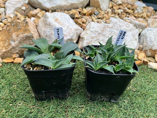 送料無料 アガベ アスペリマ、ユタエンシスコンパクタ 実生2セット 貫苗発送 /検 多肉植物 オテロイ チタノタ エボリスピナ