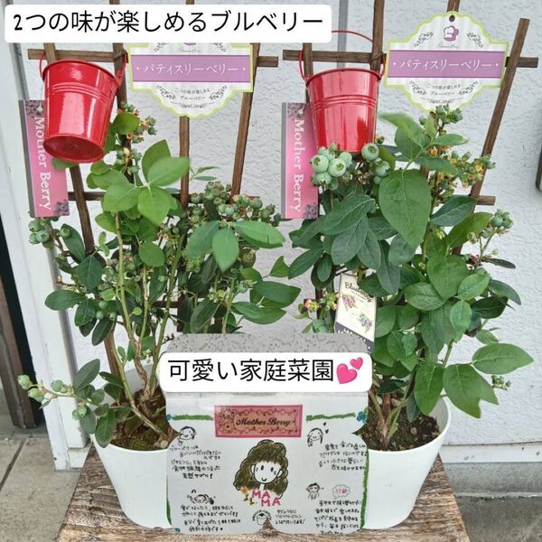 5寸H56ブルーベリー2品種寄植え、可愛いバケツ、トレリス付きベランダ菜園に