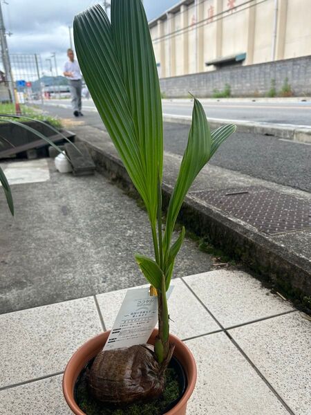 ココヤシ7寸 観葉植物ヤシの実 ヤシ科