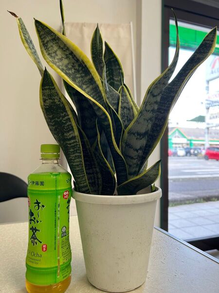 サンセベリア 観葉植物5寸