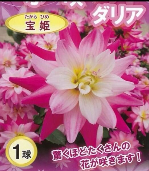 あふれ咲きダリア 宝姫 驚くほどたくさんの花が咲きます 1球 数量限定