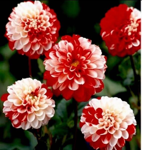 ダリア ポンポン2色咲き 赤に白 毬のように花色が美しい 1球