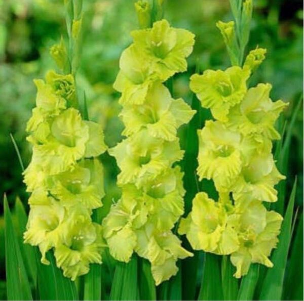 グラジオラス 緑花 球根丈夫で育てやすく、早春から初夏またでいつでも植えられる