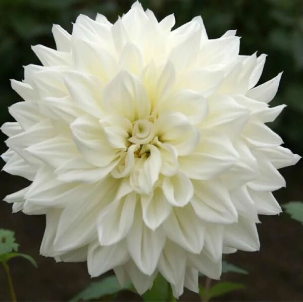 ダリア 抜群の存在感 白花種 大輪咲き