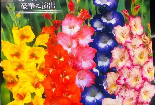グラジオラス 2色ミックス 10球 花大きい 花穂雄大