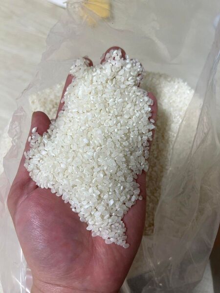 富山県産 新米 白米 20キロ