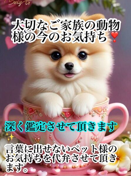 【大切なペット様の深掘り一件鑑定】言葉に出せないけどね、ママありがとう。大切なご家族のお気持ちを聴いて参ります。