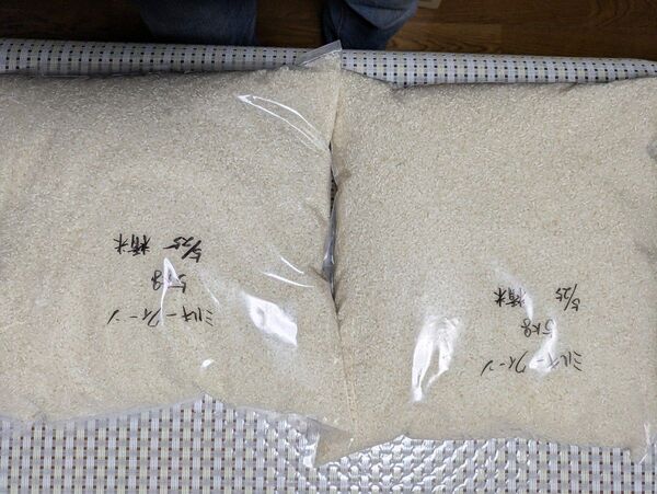 小規模農家の丁寧に育て収穫したミルキークィーン 白米 10kg 色彩選別済
