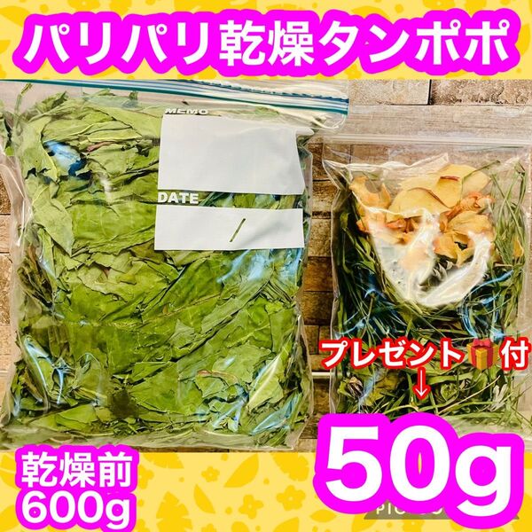 【プレゼント付】パリパリ乾燥タンポポ 50g 無農薬 小動物餌 本日完成品 (乾燥前600g) 老モルモット うさぎにおススメ