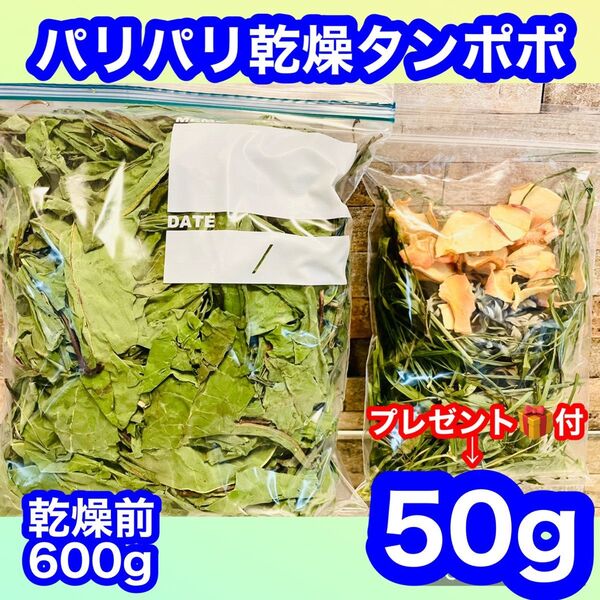 【プレゼント付】パリパリ乾燥タンポポ 50g 無農薬 小動物餌 本日完成品 《乾燥前600g》老モルモット うさぎにおススメ B