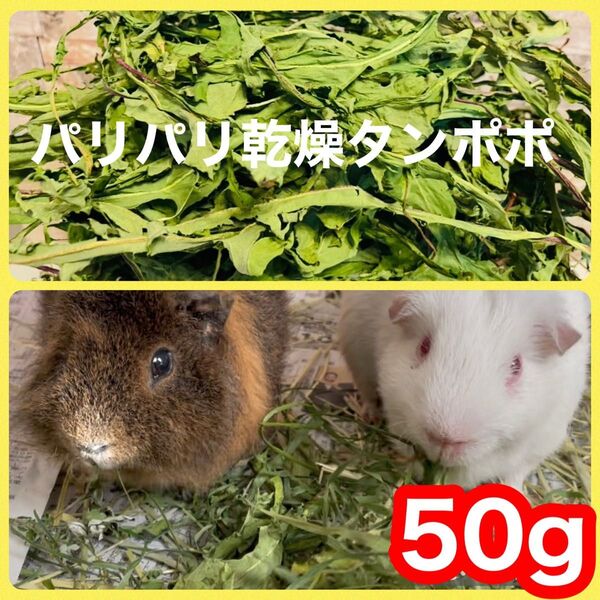 【採れたて新鮮】パリパリ乾燥タンポポ 50g 無農薬 小動物餌 本日完成品 ウサギ モルモット デグー