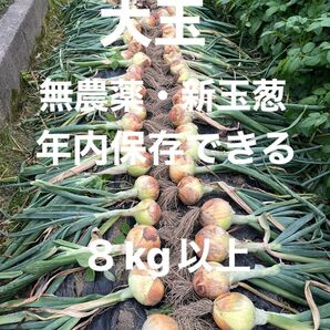 大玉・無農薬栽培の新玉葱8kg以上