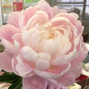 芍薬 切花 ルーズベルト