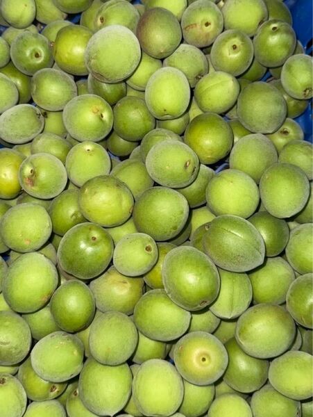【和歌山県産 青梅 古城梅】約1.0kg ご家庭用 2,000円