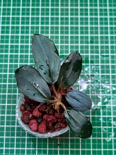 Bucephalandra sp. Mahakam