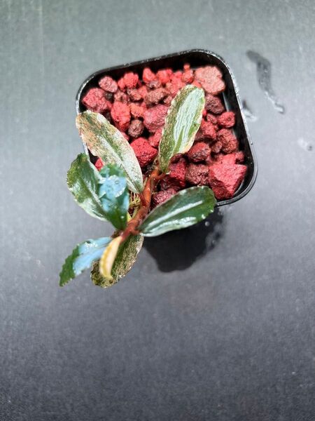 Bucephalandra sp. Varigata Pink