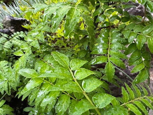 山椒の葉100枚