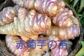 赤菊芋の苗種芋付き2株